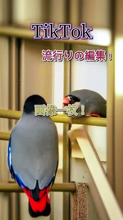 流行りの編集を画像一枚で!