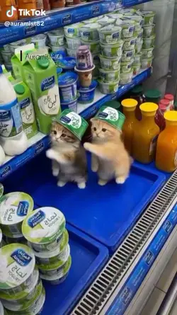 gatos