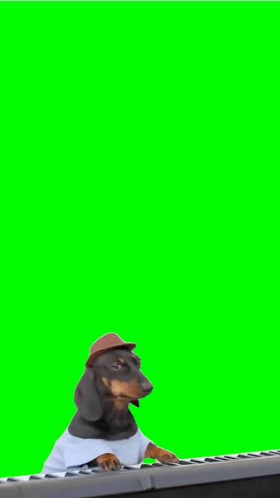 Perro del teclado