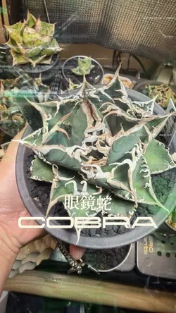 植物成長PR AK69 音ハメ文字ハメテ
