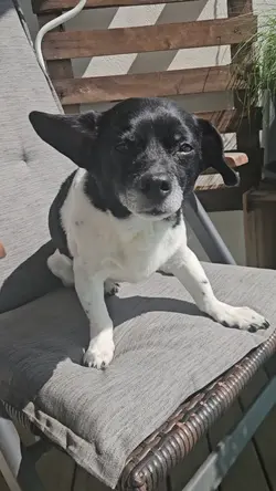 Hund