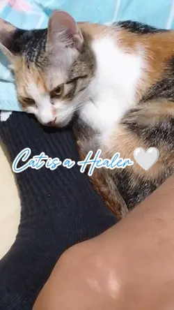 Cat is a Healer 