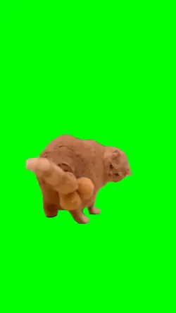 Cat with big balls 