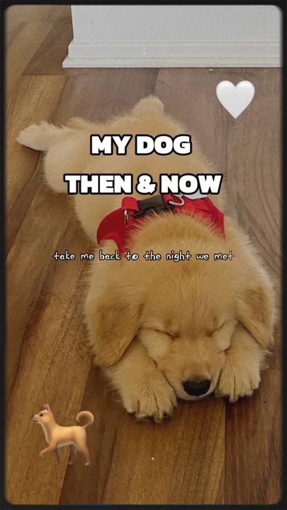 Mein Hund damals und heute