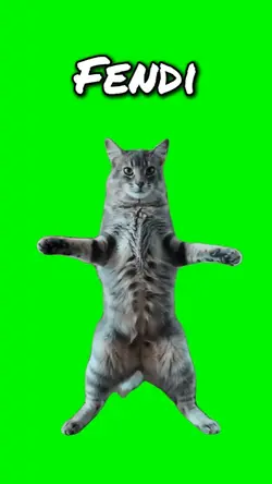 Fendi Cat