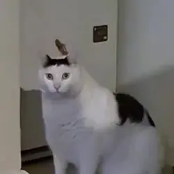 Huh