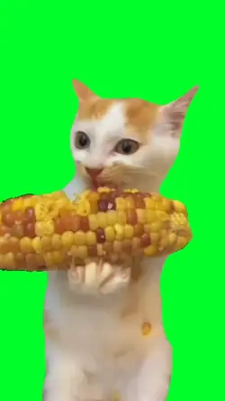 cat eat corn