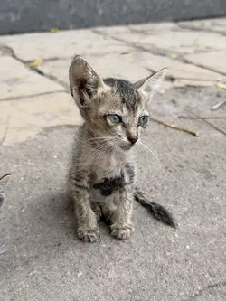 kitten Glow up
