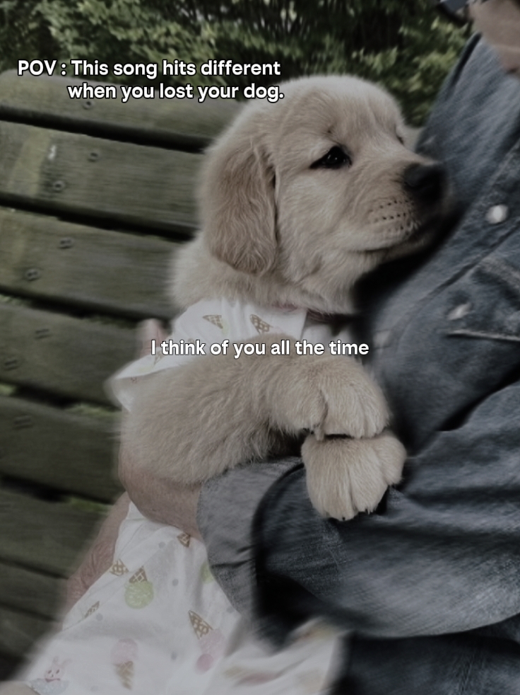 Sinto Sua Falta Meu Cachorro