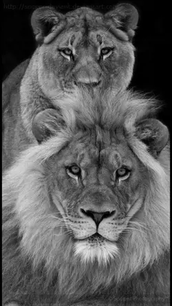 Aslan aslanla 🦁