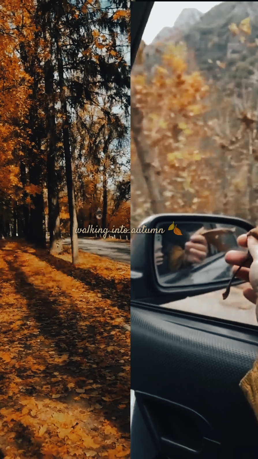 autumn leaves