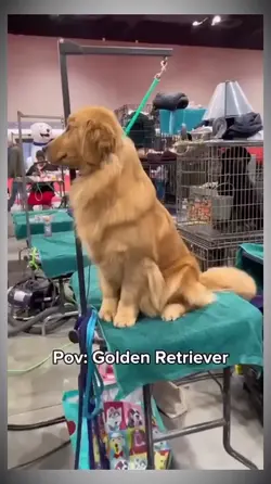 pov:golden retriever