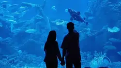 Aquarium date