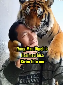 Dipeluk harimau lucu