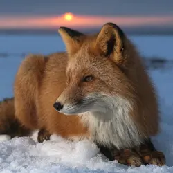 I really love foxes