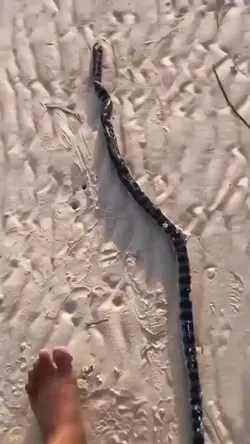 Snake 🐍 Trend 👀 