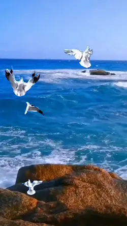 Cheerful seagulls