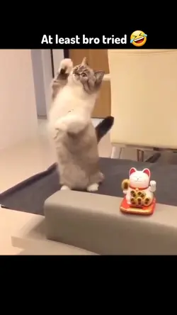 Funny cat videos 