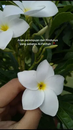 Rindu mama