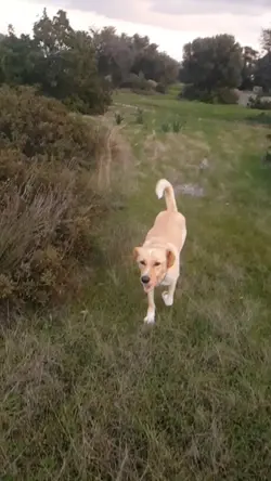 dog