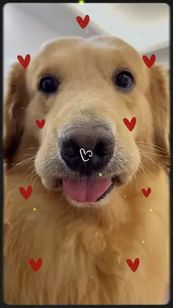 Cute Dog