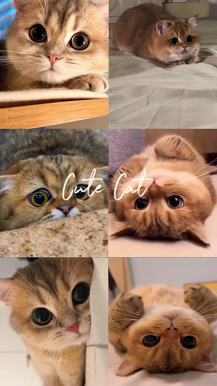 Cute Cat