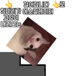 고양이가 위로 걸어갑니다