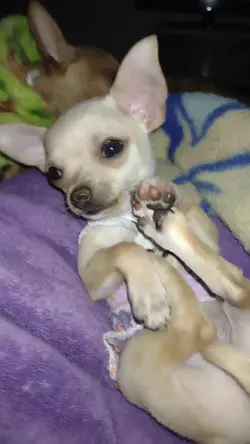 mas que un perro