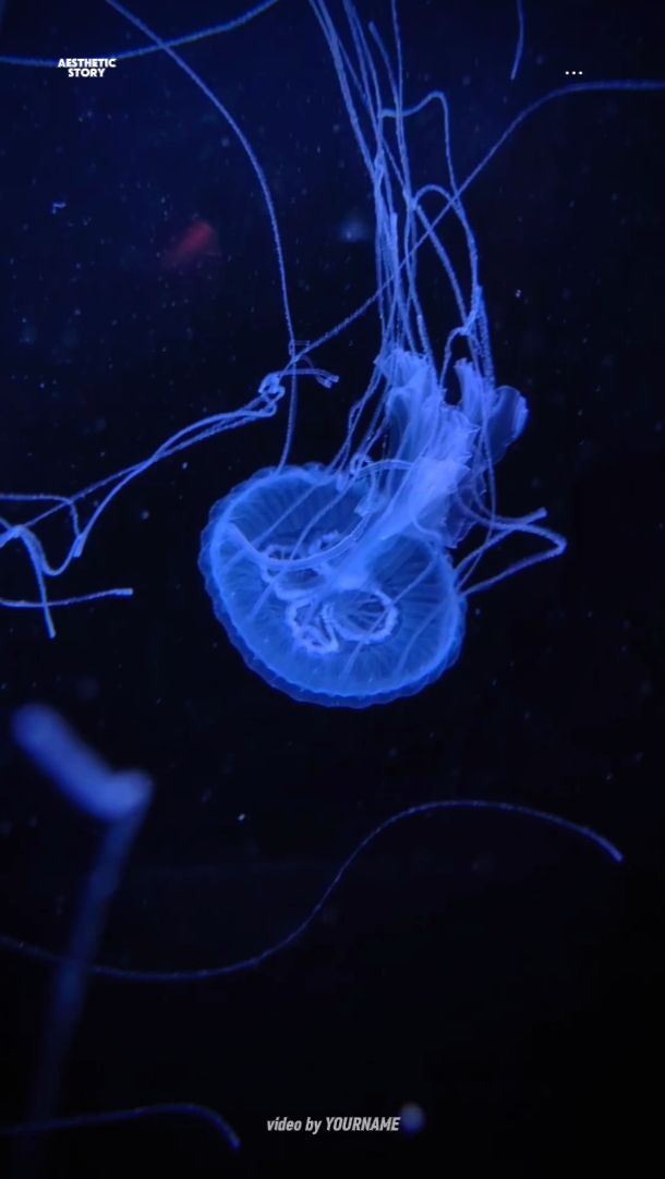jellyfish vlog 