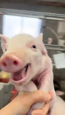 Cerdito dando vuelta