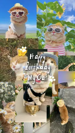 Birthday my Cat