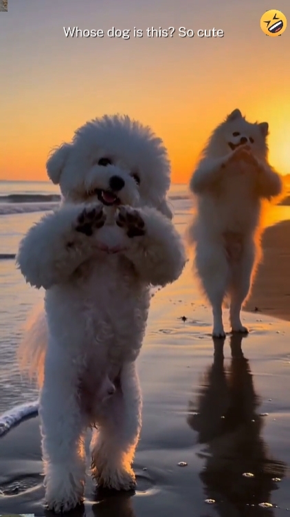 Funny Dog