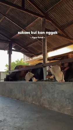 sukses kui kan nggak