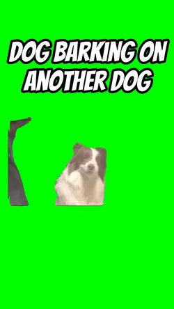 Dog barking on dog 