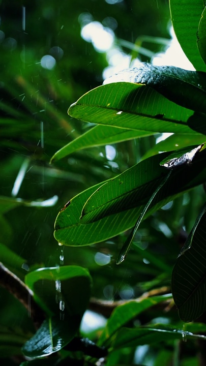 Cinematic Nature 