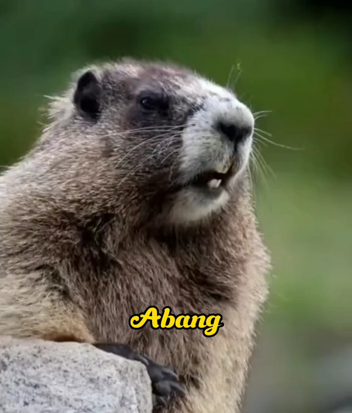 tupai panggil nama