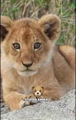 Stuffed animal