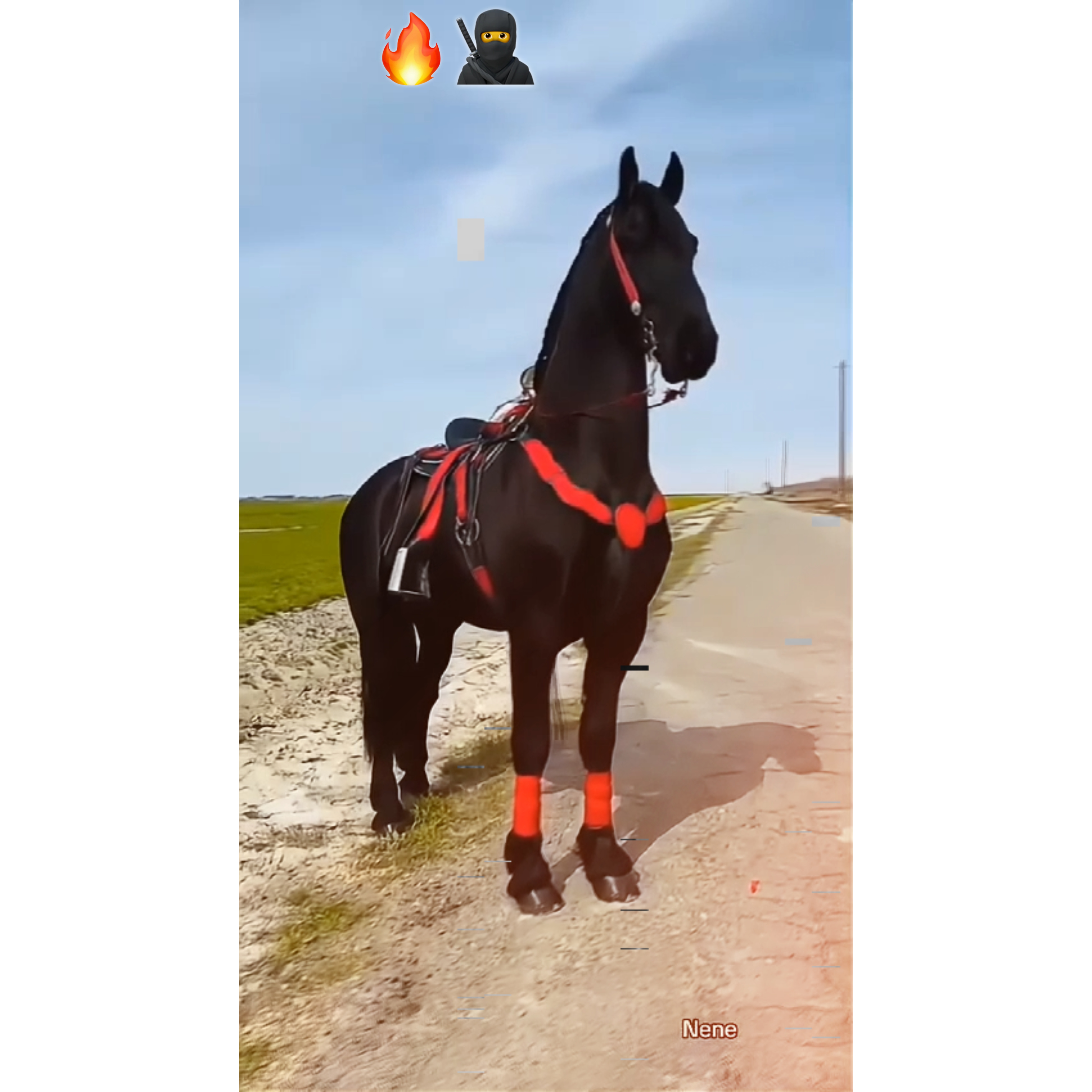 horse template 