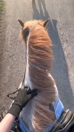 Horse slow mo