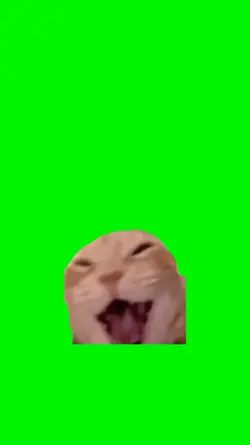 Meme Cat Laugh