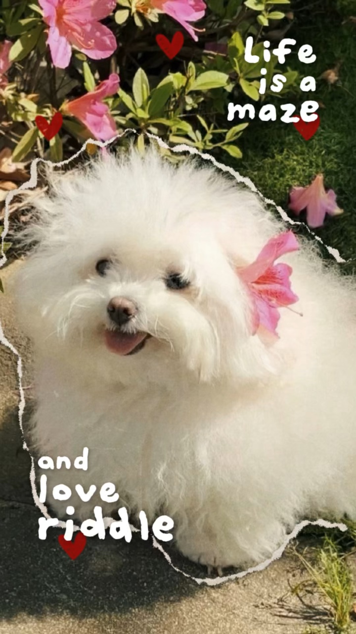 Recorte De Animal De Estimação🌷✨