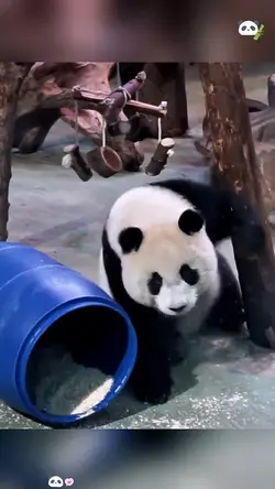 panda core