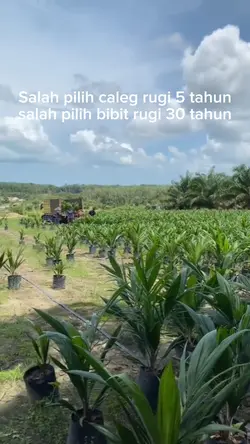 story sawit terbaru