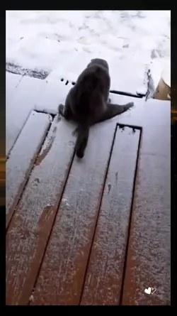 cat vs.winter