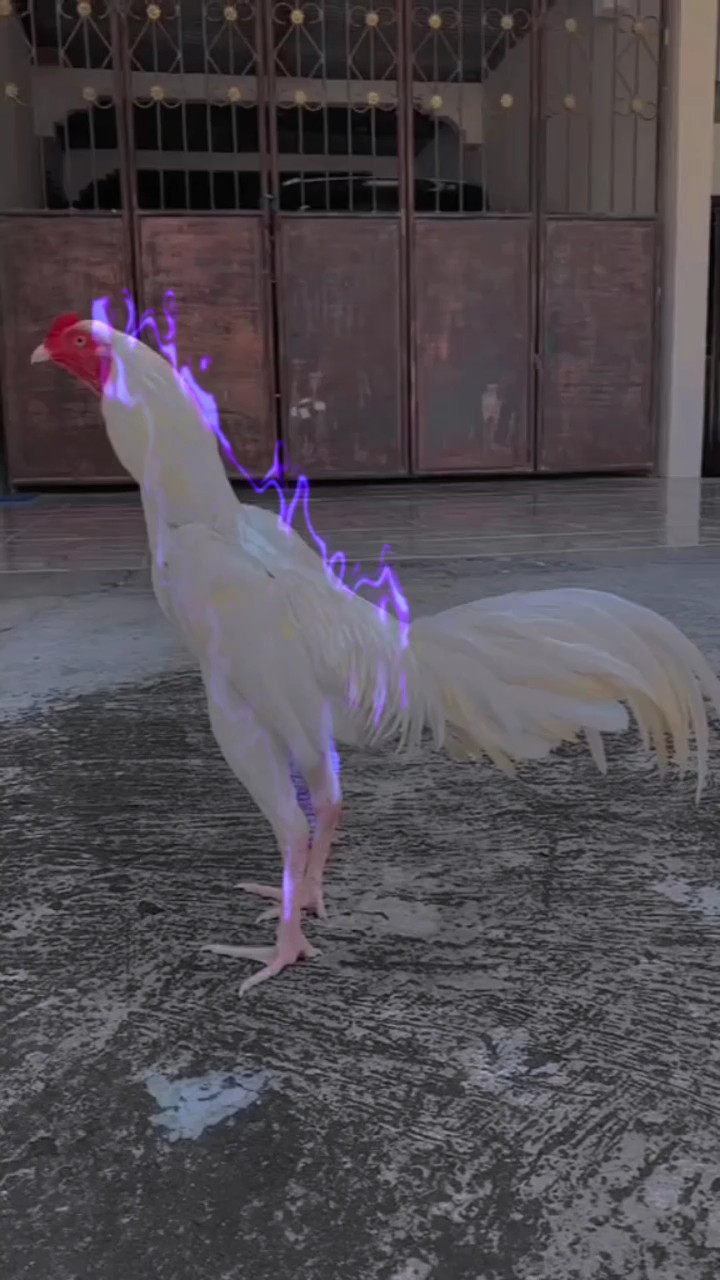 histoire wa ayam