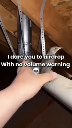 Bird screeching