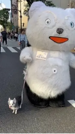 もふもふ散歩