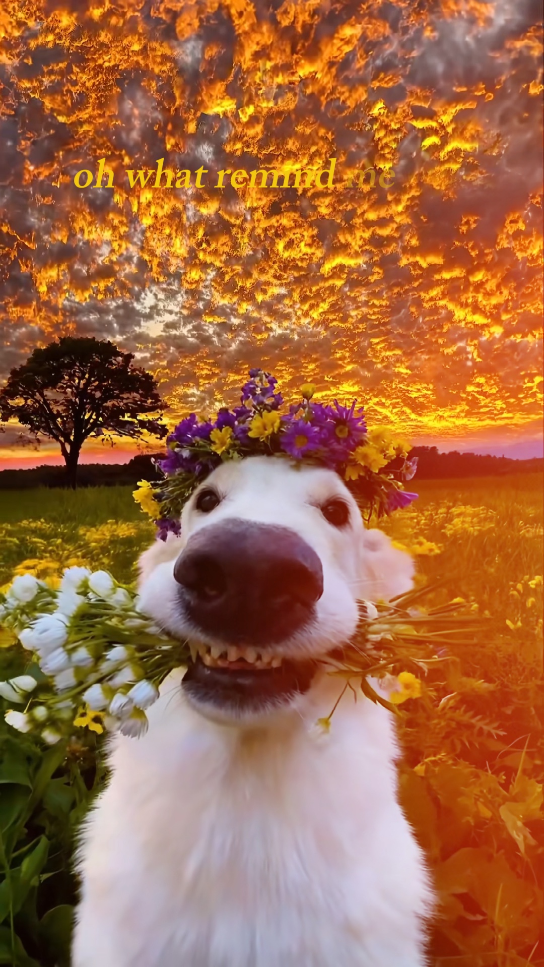 Puesta de sol 