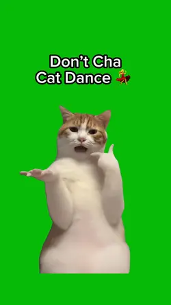 Don’t Cha Cat 