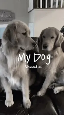 My dog slowmotion 